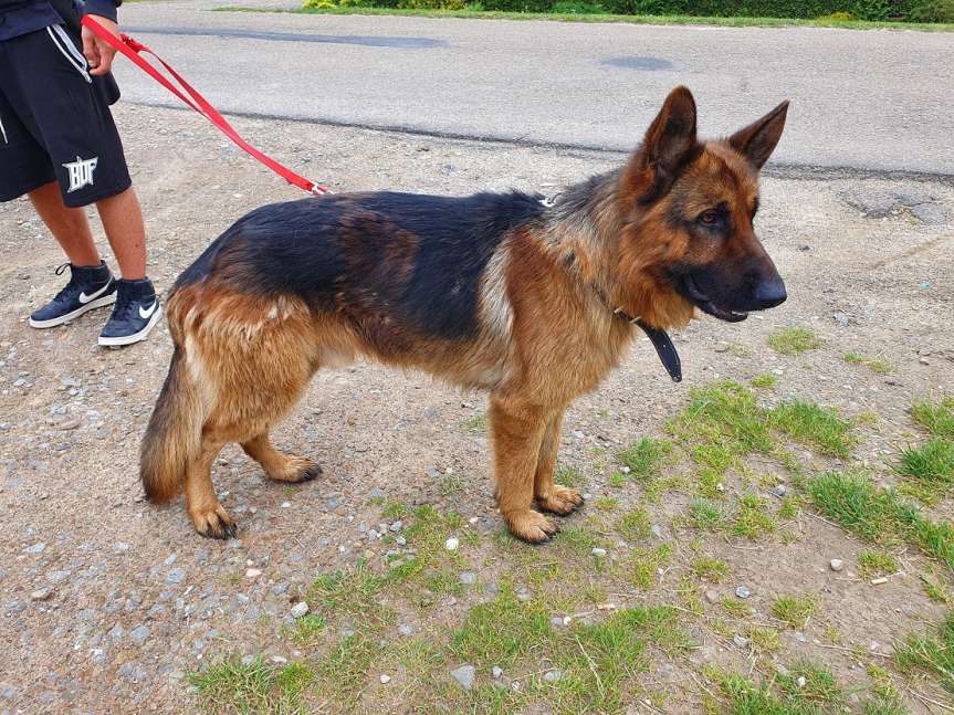 Znaleziony pies w Brzyskach