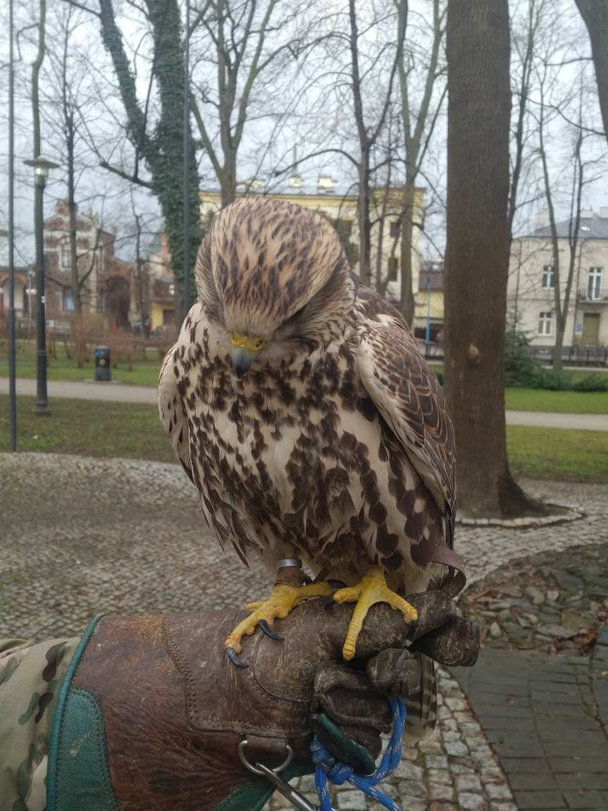 Jasło. Trzy rarogi stepowe wspierają sokolnika w płoszeniu gawronów