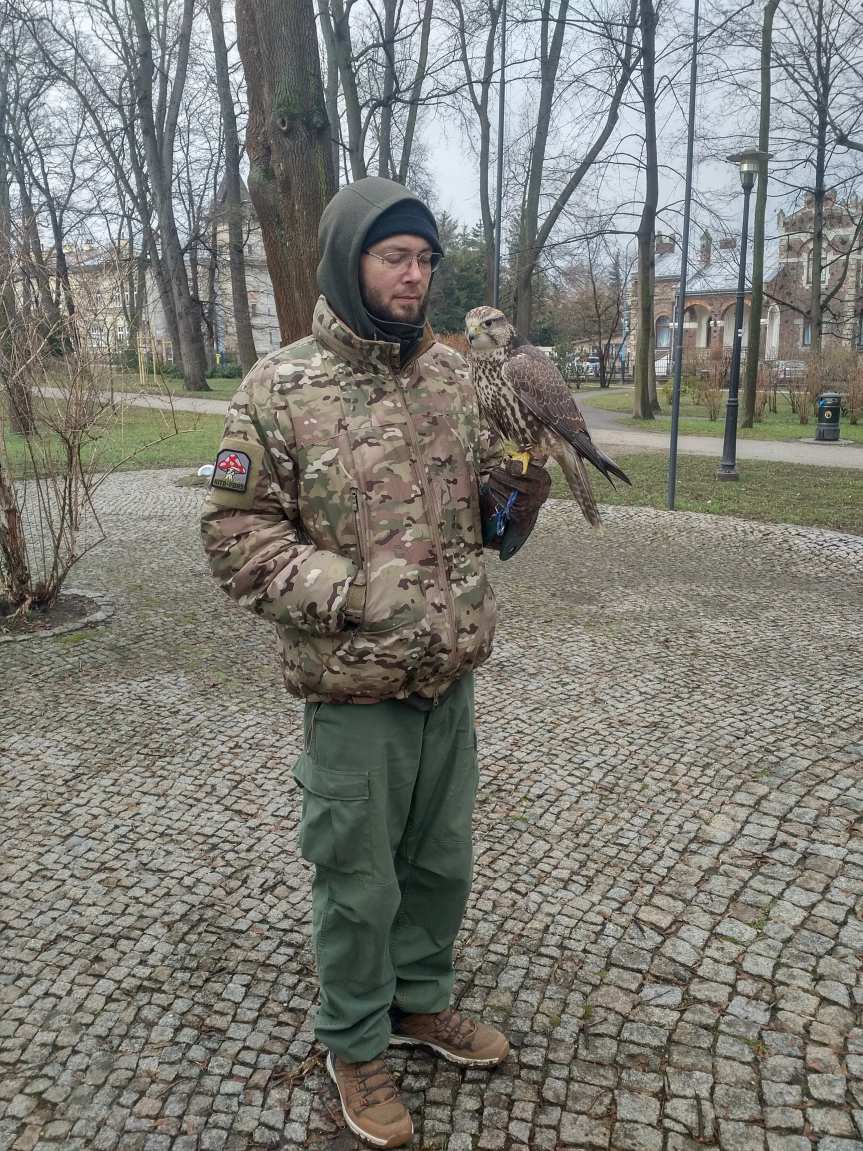 Jasło. Trzy rarogi stepowe wspierają sokolnika w płoszeniu gawronów