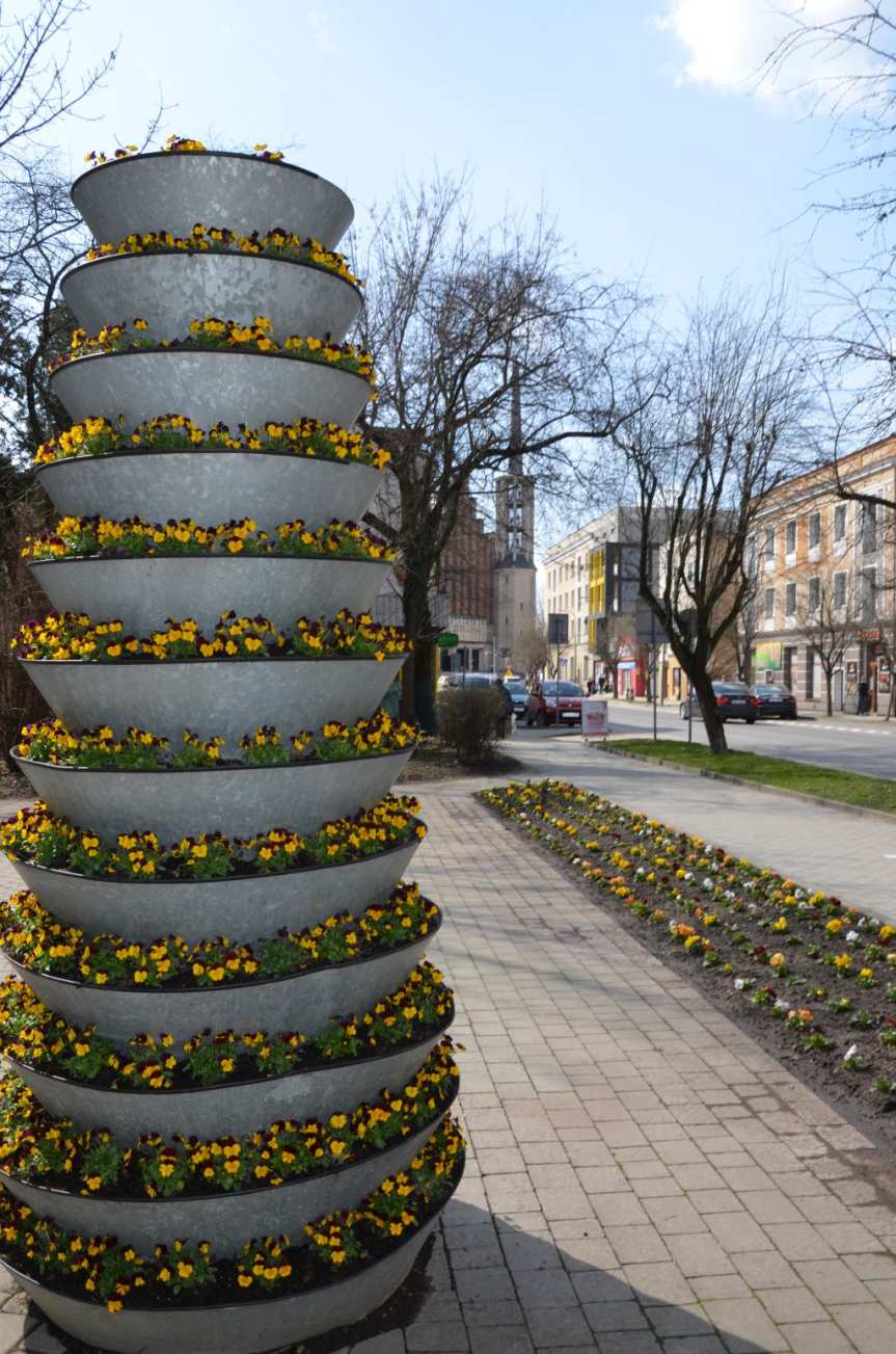 Jasło w stokrotkach i bratkach