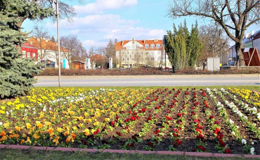 Jasło w stokrotkach i bratkach