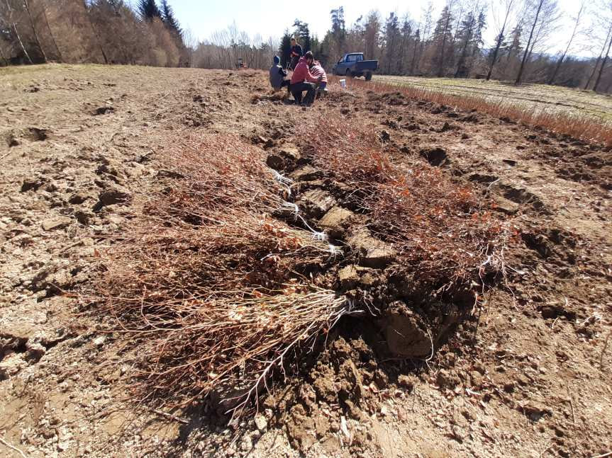 Posadzą ponad 12 milionów drzewek