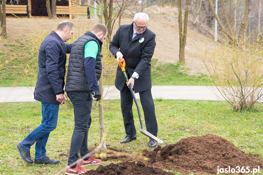 Burmistrz Jasła Ryszard Pabian sadzi drzewo