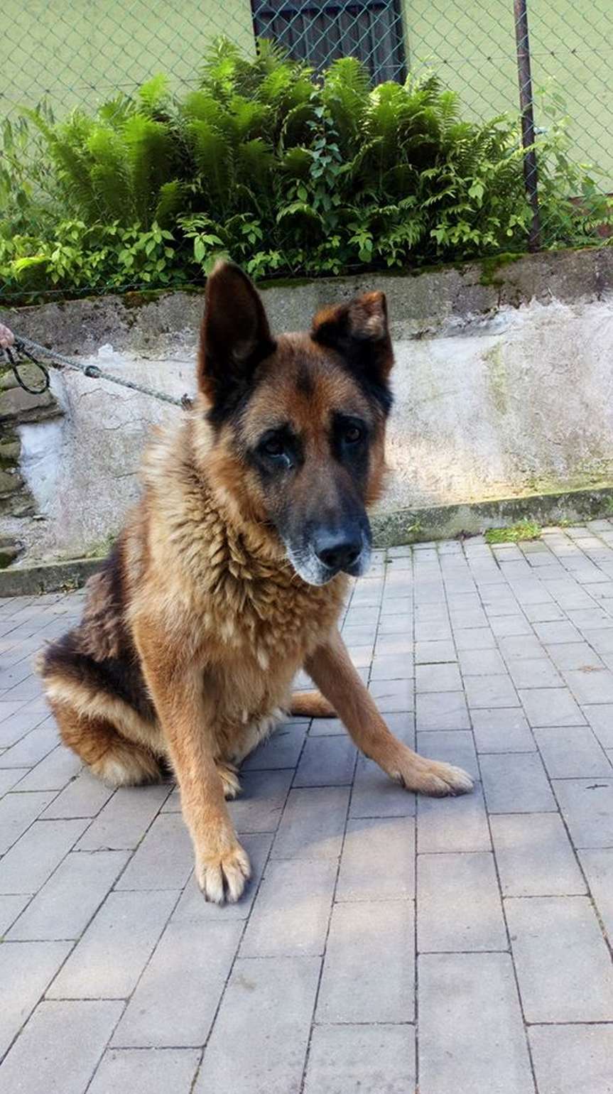 Bezdomny pies w Nienaszowie