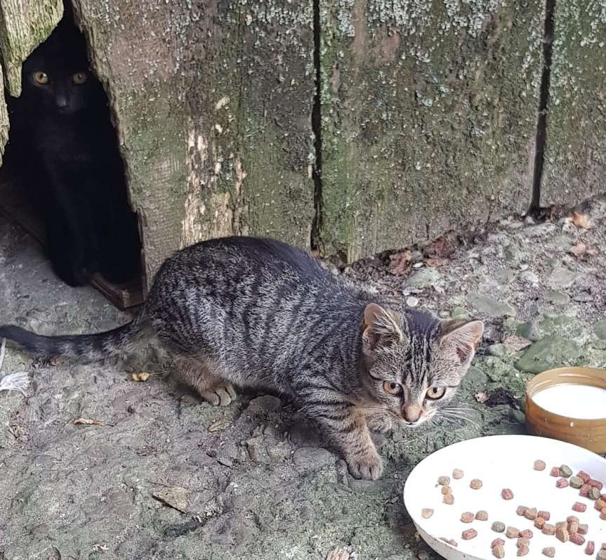 Brzyska. Znaleziono dwa młode kotki