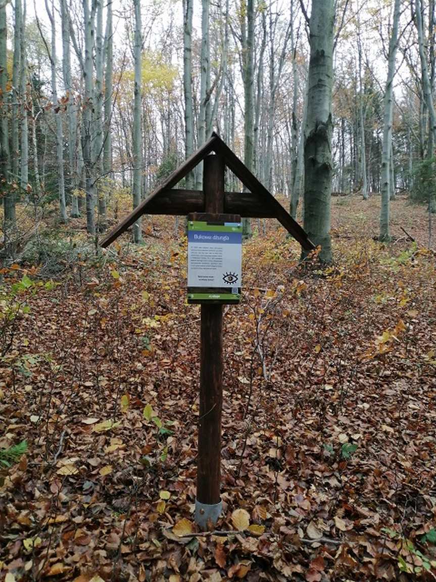 Buczynowa - nowa ścieżka przyrodnicza w Magurskim Parku Narodowym