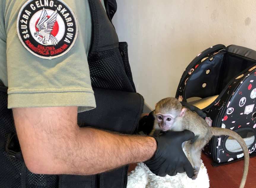 Chroniona i droga małpka na granicy