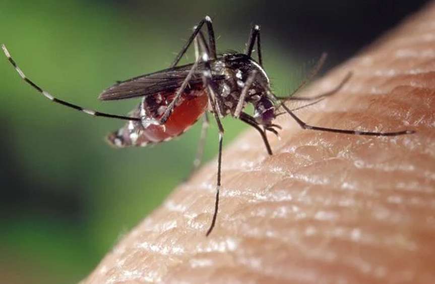 Inwazja komarów w Jaśle