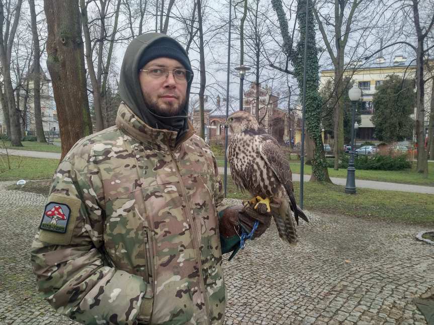 Jasło. Trzy rarogi stepowe wspierają sokolnika w płoszeniu gawronów