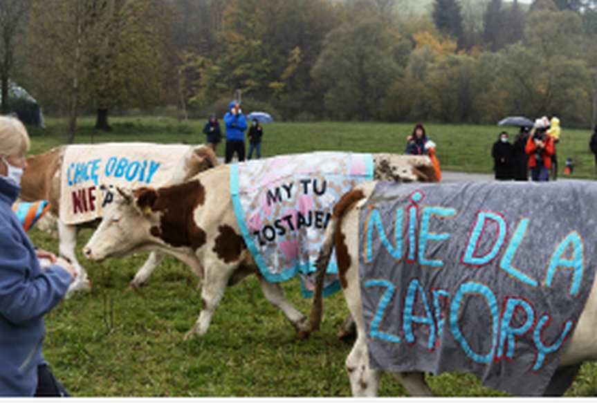 Myscowa. Happening z krowami przeciw budowie zapory