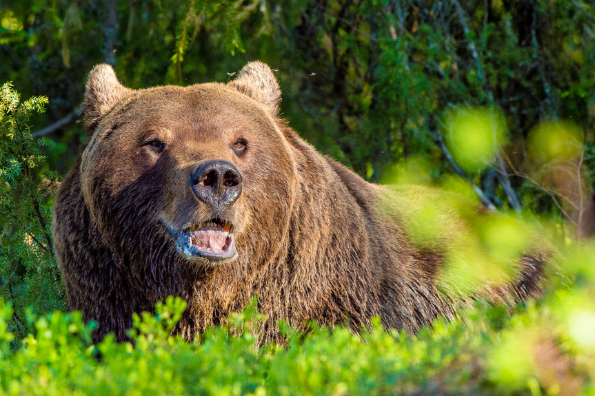 Niedźwiedź zaatakował leśniczego