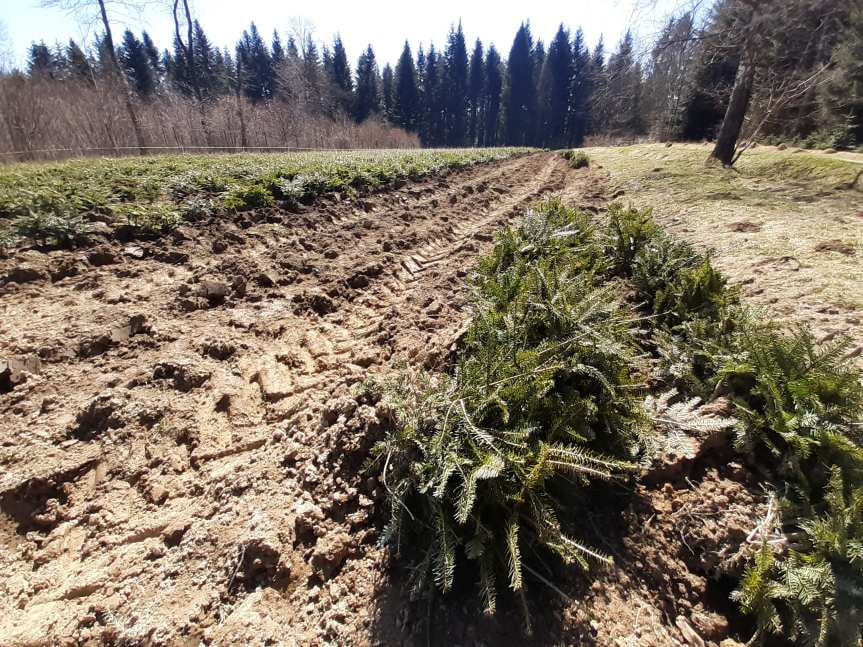 Posadzą ponad 12 milionów drzewek