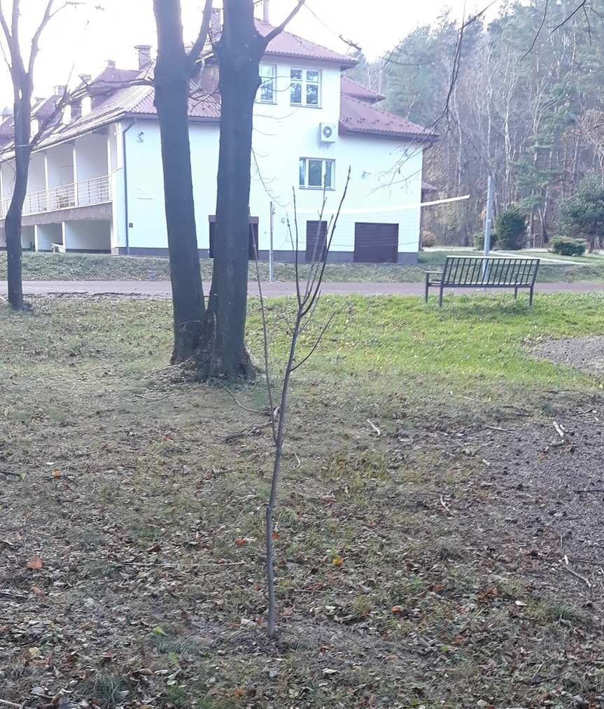 Powiat Jasielski. Posadzono drzewa miododajne