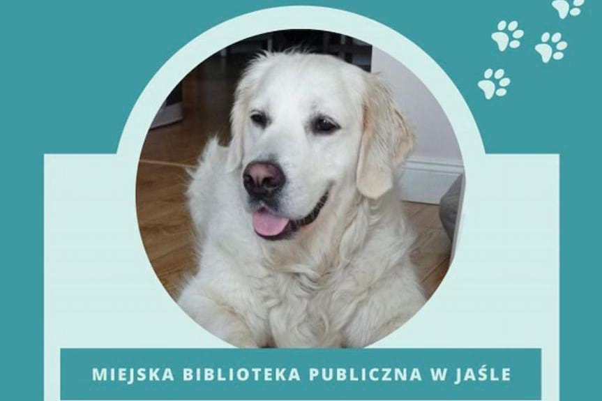 Psi terapeuta w MBP w Jaśle