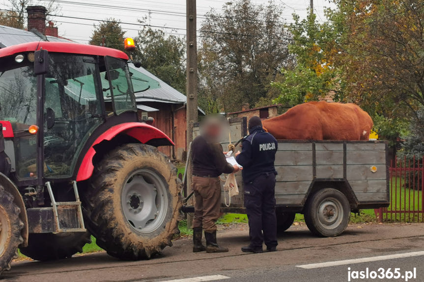 Zderzenie samochodu z krową w Gorzycach