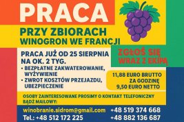 Winobranie Francja