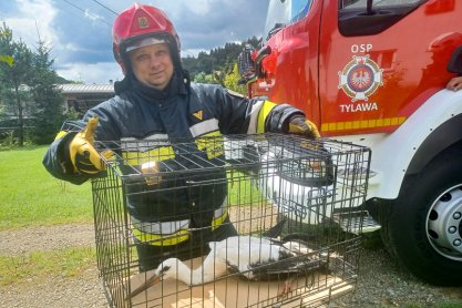 Bocian w opałach, strażacy na ratunek