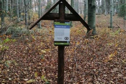 Buczynowa - nowa ścieżka przyrodnicza w Magurskim Parku Narodowym