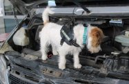 Nowa funkcjonariuszka w podkarpackiej KAS. Do służby wstąpiła Honi - jack russell terrier