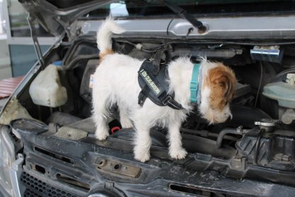Nowa funkcjonariuszka w podkarpackiej KAS. Do służby wstąpiła Honi - jack russell terrier
