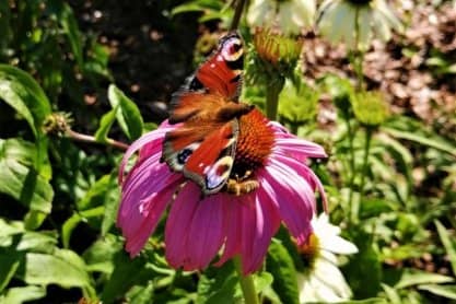 Ogród dla motyli