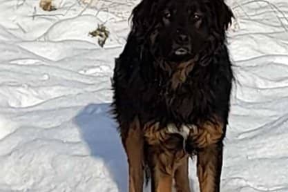 Pies błąkający się w Harklowej znaleziony w Gorlicach. Może ktoś go przygarnie