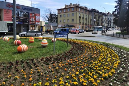 Ponad 18 tysięcy bratków i stokrotek