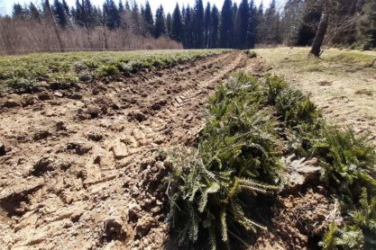 Posadzą ponad 12 milionów drzewek