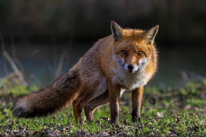 Wiosenna akcja szczepienia lisów
