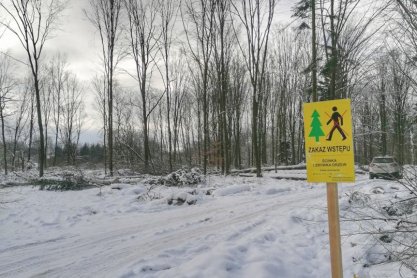 Wylesiają pod S19